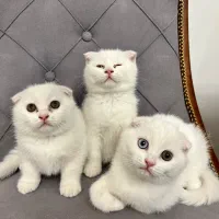 گربه|گربه|مشهد, وکیل‌آباد|دیوار