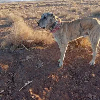 سگ گمشده|حیوانات|زیرکوه, |دیوار