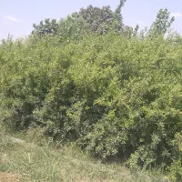 نهال انار رقم واندرفول آمریکا کشت بافت هسته نرم|خدمات باغبانی و درختکاری|گنبد کاووس, |دیوار