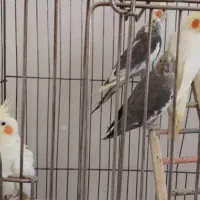 عروس هلندی با قفس