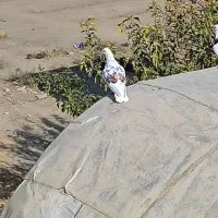 کفتر خوب طوقی