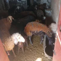 میش هترو افشار نیم لخت