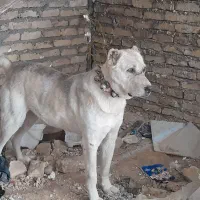 سگ افغان|سگ|مشهد, مهدی آباد|دیوار