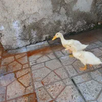 جوجه قاز