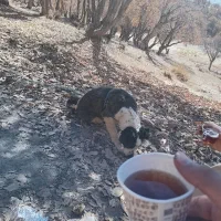 سگی پیدا شده