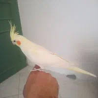 عروس هلندی نر جوان خونگی