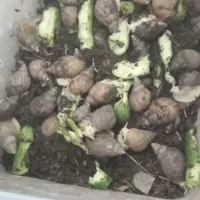 حلزون پرورشی آچاتینا|خزنده|لنجان, |دیوار