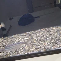 ماهی پنگوسی و سیچیلاید|ماهی|لاهیجان, آهندان|دیوار