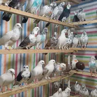 کبوتر یا کفتر پرشی شمرونی