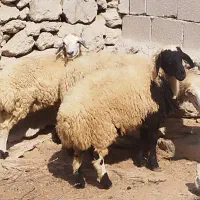 بره نر و ماده