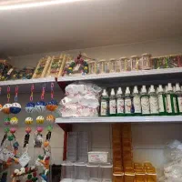 انواع طوطی|پرنده|اردبیل, |دیوار