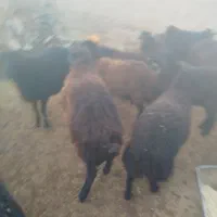 بره های نر چاق ،وزن مختلف|حیوانات مزرعه|ساوه, |دیوار