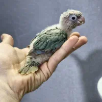 گرینچیک طوطی راهب ردچیک سرلاکی و دونخور و نرم خور|پرنده|کرج, شاهین‌ویلا|دیوار