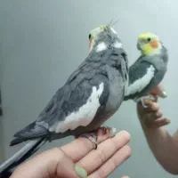 عروس هلندی سینامون نر|پرنده|رشت, پیرکلاچای|دیوار