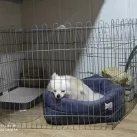 سگ اصیل و نژاد دار پامر خرسی|سگ|بافق, |دیوار