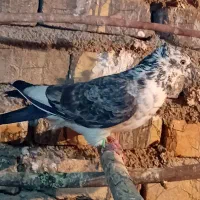 کفتر|حیوانات مزرعه|جوادآباد, |دیوار