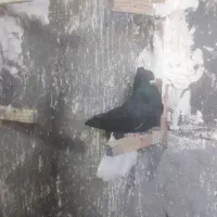 کبوترفروشی