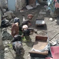 بوقلمون ماده باتخم