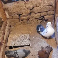کفتر|پرنده|قم, هفت تیر|دیوار