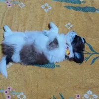 شیتزو سوپر فلت|سگ|تهران, جنتآباد جنوبی|دیوار