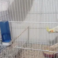 جفت عروس لوتینو|پرنده|سبزوار, کهنه آب|دیوار