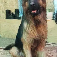 ژرمن نر کینگ جفت بیضه|سگ|شیراز, محمدیه|دیوار