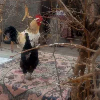مرغ و خروس
