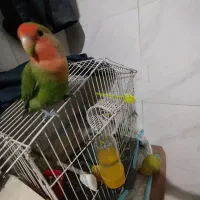 کوتوله های برزیلی خوشگل|پرنده|جیرفت, |دیوار