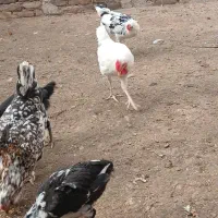 مرغ وخروس|پرنده|شوشتر, |دیوار