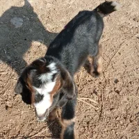 کهره شیری ماده سالم