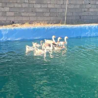 فروش ده تا غاز هفتا ماده سه تا نر