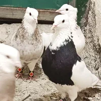 کبوتر طوقی ۶ دانگ|پرنده|شهریار, شهریار|دیوار