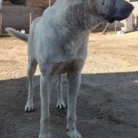 سگ ماده مناسب برا حمالی شکم پر