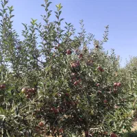 ۲۰۰۰ متر باغ مثمر الهیه آبسرد