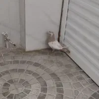 کفتر سینه زرد