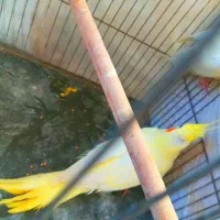 یه جفت عروس لوتیتو مولد جوان.دستی|پرنده|مینودشت, |دیوار