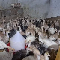 ۲۰۰ عدد بوقلمون سیاه سفید قرمز