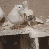 کبوتر