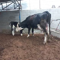 گاوسیمنتال ۳۵کیلوشیر|حیوانات مزرعه|بندر ترکمن, |دیوار