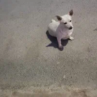سگ پا کوتاه