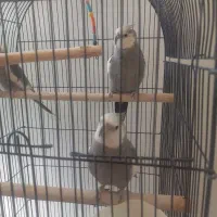 عروس هلندی|پرنده|تهران, مشیریه|دیوار