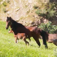 اسب و مادیون