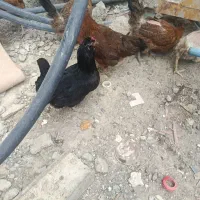 مرغ و خروس گلین