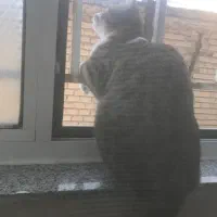 گربهdah