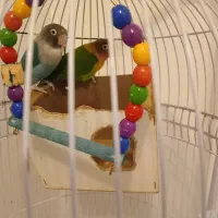 یک جفت طوطی کوتوله همراه با قفس پایه دار