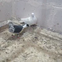 کبوتر پرشی|پرنده|شاهنجرین, |دیوار