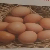 تخم مرغ محل پنجتن