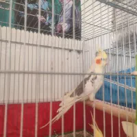 جفت عروس هلندی