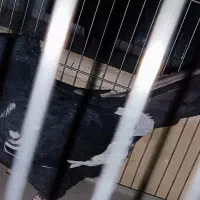 کفتر سینه سیاه|پرنده|شیراز, مسلم|دیوار