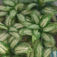 فروش گل طبیعی